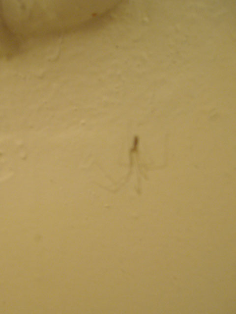 Meine erste Spinne